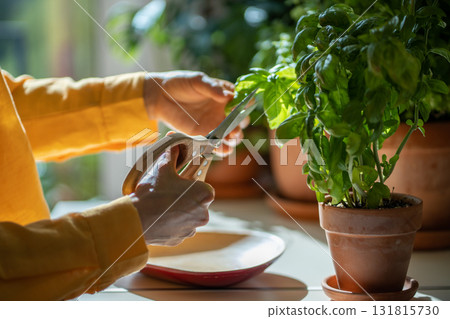 Girl cutting fresh leaves of home grown basil greens for cooking with scissors closeup. Healthy food 131815730