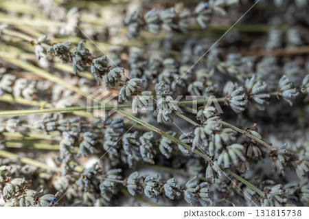 Bouquet of lavender drying outside in sun. Pile of flowers. Alternative medicine, food consumption. 131815738