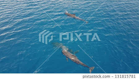 Aerial drone captures two pilot whales swimming near the surface in clear blue ocean water, showcasing the beauty and grace of marine wildlife. Wild nature sea travel background. Slow motion 131815781