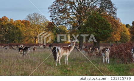 Fallow deer wild animals nature landscape. Herd grazing peacefully in picturesque meadow forest field, during autumn sunset, create a serene scene of wildlife in their natural habitat Fallow deer wild animals nature landscape. Herd grazing peacefully in picturesque meadow forest field, during autumn sunset, create a serene scene of wildlife in their natural habitat 131815789