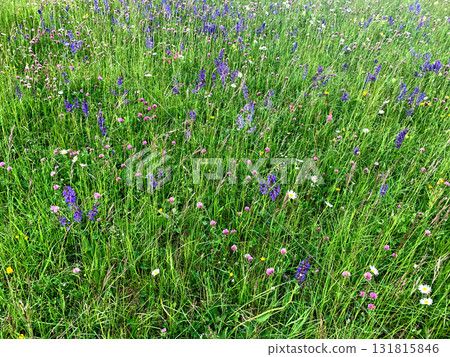 A vibrant meadow filled with various wildflowers showcases purple, pink, and white blooms, surrounded by lush green grass on a bright sunny day 131815846