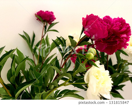Bright pink and white peonies with lush green leaves bring beauty to a simple indoor space, showcasing their vibrant colors in natural light 131815847