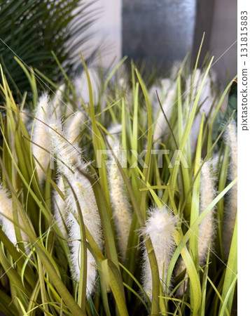 Decorative grass with fluffy white plumes adds a fresh touch to a contemporary space, enhancing the indoor atmosphere with vibrant greenery 131815883