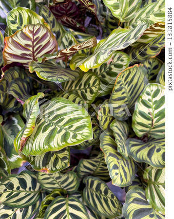 Close view of lush Calathea leaves with unique striped patterns, thriving in an indoor garden. The greenery adds freshness to the space, creating a lively atmosphere Close view of lush Calathea leaves with unique striped patterns, thriving in an indoor garden. The greenery adds freshness to the space, creating a lively atmosphere 131815884
