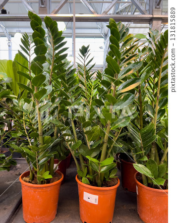 Several green potted plants are displayed in a garden center, showcasing vibrant leaves and healthy growth under bright indoor lighting during the day Several green potted plants are displayed in a garden center, showcasing vibrant leaves and healthy growth under bright indoor lighting during the day 131815889