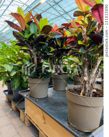 Brightly colored plants are arranged in pots on wooden shelves inside a greenhouse. Sunlight streams through the glass roof, highlighting their vibrant leaves 131815890