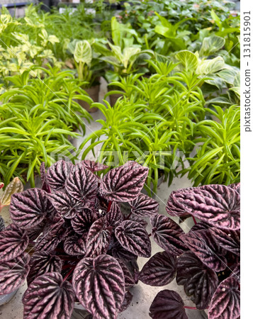 Lush green plants fill a garden center, highlighting a variety of textures and colors. Sunlight illuminates the vibrant leaves, creating a lively atmosphere Lush green plants fill a garden center, highlighting a variety of textures and colors. Sunlight illuminates the vibrant leaves, creating a lively atmosphere 131815901