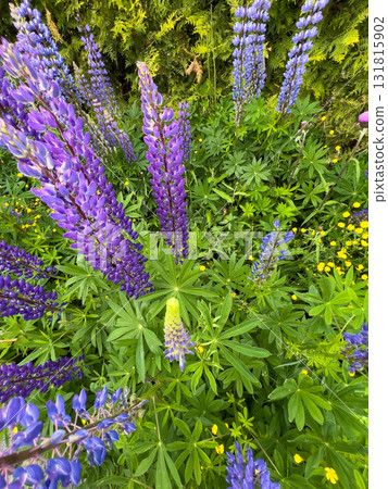 Bright purple lupine flowers stand tall in a green garden filled with various plants, showcasing nature's beauty on a sunny spring day Bright purple lupine flowers stand tall in a green garden filled with various plants, showcasing nature's beauty on a sunny spring day 131815902