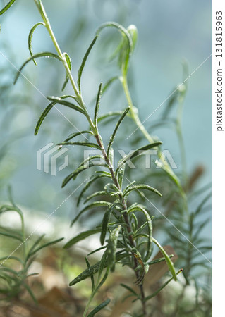 迷迭香葉是一種具有宜人香氣的草本植物 迷迭香葉是一種具有宜人香氣的草本植物 131815963