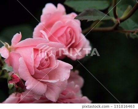 "Queen Elizabeth" pink roses bloomed beautifully in June "Queen Elizabeth" pink roses bloomed beautifully in June 131816463