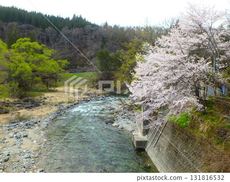 飛鎢莊川櫻花盛開~春季溪流釣魚 飛鎢莊川櫻花盛開~春季溪流釣魚 131816532