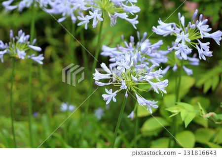 Refreshing agapanthus flowers Refreshing agapanthus flowers 131816643