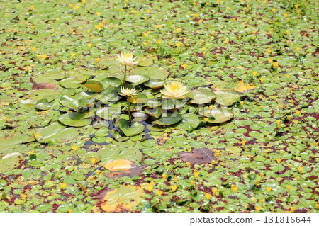Water lilies Water lilies 131816644
