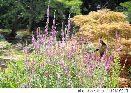 Miso Haigi Flower 131816645