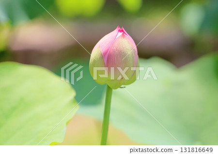 Cute lotus flower bud Cute lotus flower bud 131816649