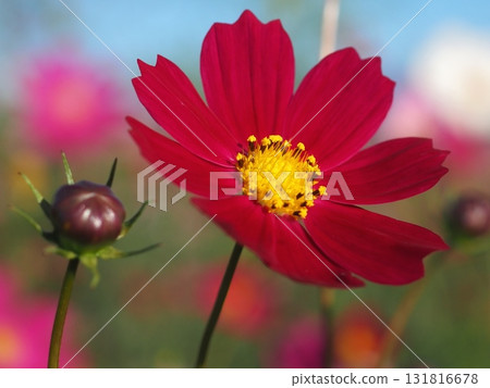 Crimson cosmos (20250930071057) 131816678