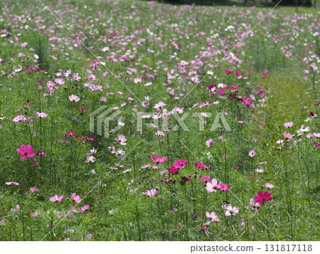  Cosmos field 131817118