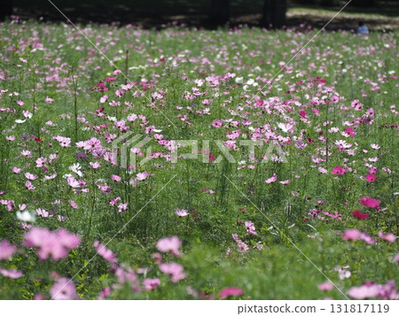  Cosmos field 131817119