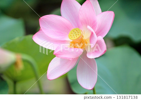 Cute lotus flower Cute lotus flower 131817138