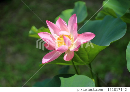 Cute lotus flower 131817142