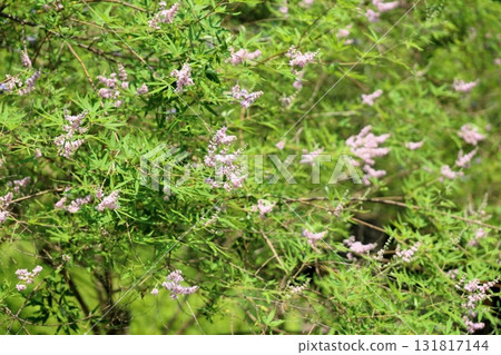 Refreshing hollyhock flowers 131817144