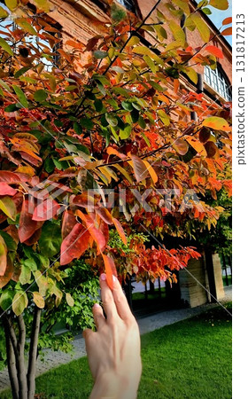 Hand reaches to touch vibrant red autumn leaves. Hand reaches to touch vibrant red autumn leaves. 131817213
