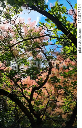 Fluffy pink smoke bush flowers against blue sky. Fluffy pink smoke bush flowers against blue sky. 131817214