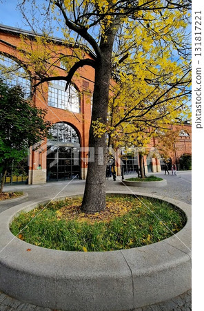 Yellow autumn tree in a modern urban plaza. 131817221