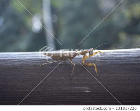 A praying mantis on a wooden fence on an autumn day A praying mantis on a wooden fence on an autumn day 131817226