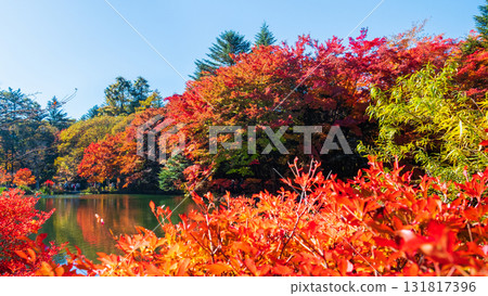 Karuizawa, Kumoba Pond (Autumn) 131817396