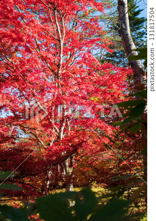 Autumn leaves in Karuizawa 131817504