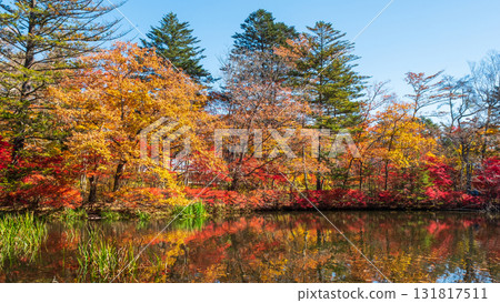輕井澤、雲場池（秋季） 131817511