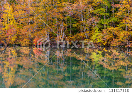 「青森郡」蔦沼的紅葉美景 131817518