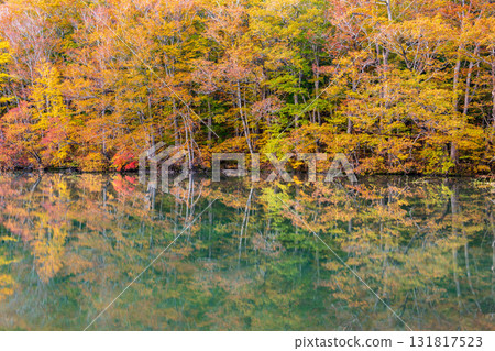 "Aomori Prefecture" Beautiful scenery of Tsutanuma Pond with autumn leaves 131817523
