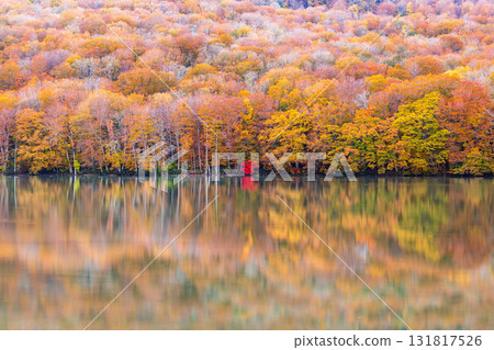 「青森郡」蔦沼的紅葉美景 131817526