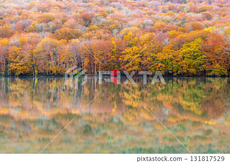 "Aomori Prefecture" Beautiful scenery of Tsutanuma Pond with autumn leaves 131817529