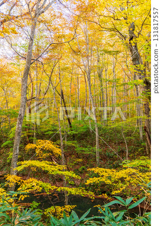 "Aomori Prefecture" Beautiful scenery of Tsutanuma Pond with autumn leaves "Aomori Prefecture" Beautiful scenery of Tsutanuma Pond with autumn leaves 131817557