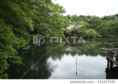 井之頭公園、井之頭池、弁財天 井之頭公園、井之頭池、弁財天 131817580
