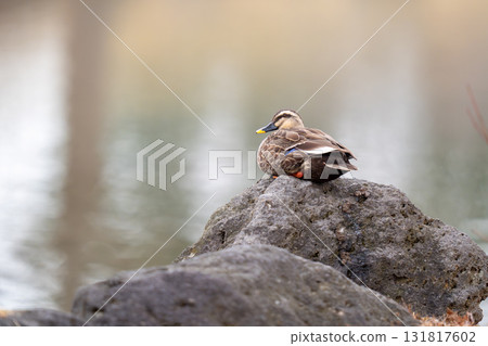 A spot-billed duck resting in a pond in the park A spot-billed duck resting in a pond in the park 131817602