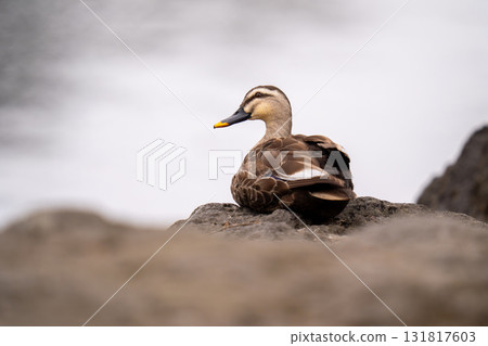 A spot-billed duck resting in a pond in the park A spot-billed duck resting in a pond in the park 131817603