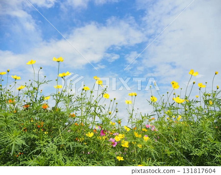 Yellow flower cosmos Yellow flower cosmos 131817604