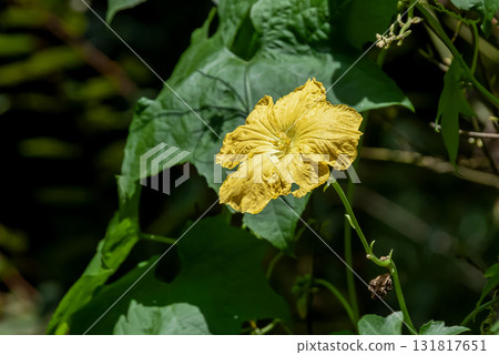 Yellow flowers of the loofah plant, native to tropical Asia [Cucurbitaceae] 131817651