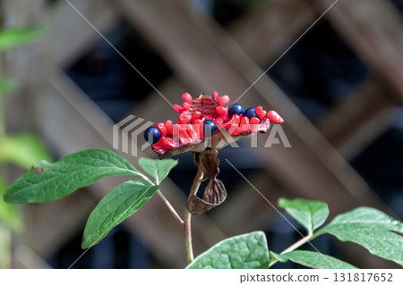 山牡丹（Paeonia lactiflora）[芍藥科]的黑紅色果實 131817652