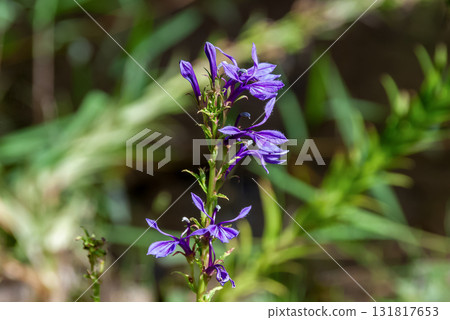 桔梗科(Campanulaceae)已知是一種有毒植物。 桔梗科(Campanulaceae)已知是一種有毒植物。 131817653