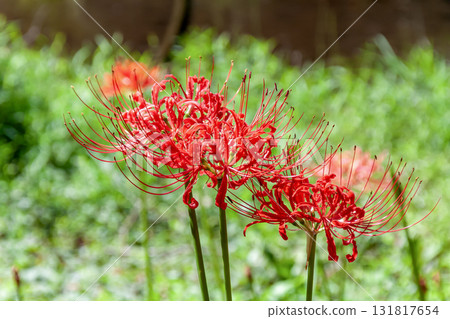 綠樹叢中的紅花石蒜預示著秋天的開始 131817654