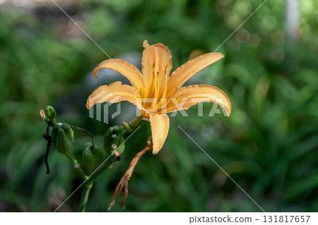 Orange flowers of daylilies growing in fields Orange flowers of daylilies growing in fields 131817657