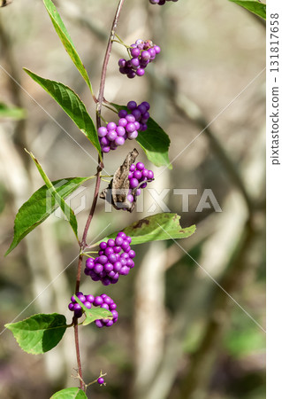 Purple berry (Lamiaceae) that produces beautiful purple berries Purple berry (Lamiaceae) that produces beautiful purple berries 131817658