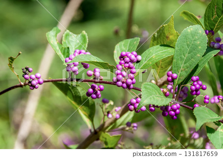 紫色漿果(唇形科),結出美麗的紫色漿果 紫色漿果(唇形科),結出美麗的紫色漿果 131817659