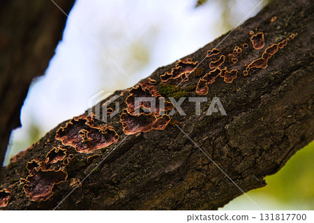 Yuri no Sato Park: Another Autumn Yuri no Sato Park: Another Autumn 131817700