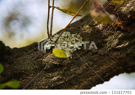 Yuri no Sato Park: Another Autumn 131817701